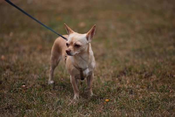 Kreative Strategien zur Entwicklung eines digitalen Netzwerks für lokale Kleinproduzenten